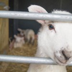 Spring lambs at North Hayne Farm