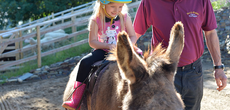 Donkey Rides