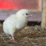 Easter Chicks at North Hayne Farm