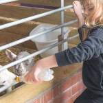 Bottle Feeding Lambs at North Hayne Farm