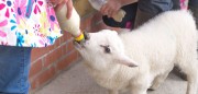 Bottle feeding Monty