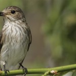 North Hayne Farm Bird Survey