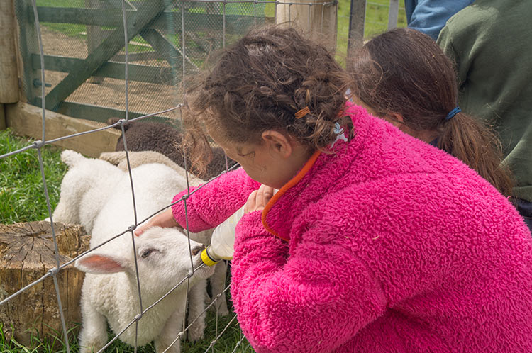 Bottle feeding lambs at North Hayne Farm Cottages