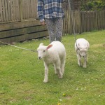Lambs on leads at North Hayne Farm Cottages