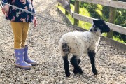 Lambs on leads