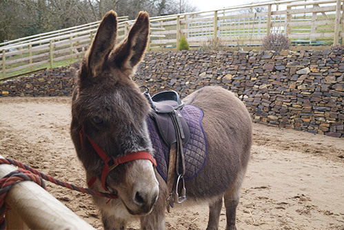 Donkey rides during your stay