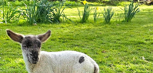 Supporting Nature - Lambs