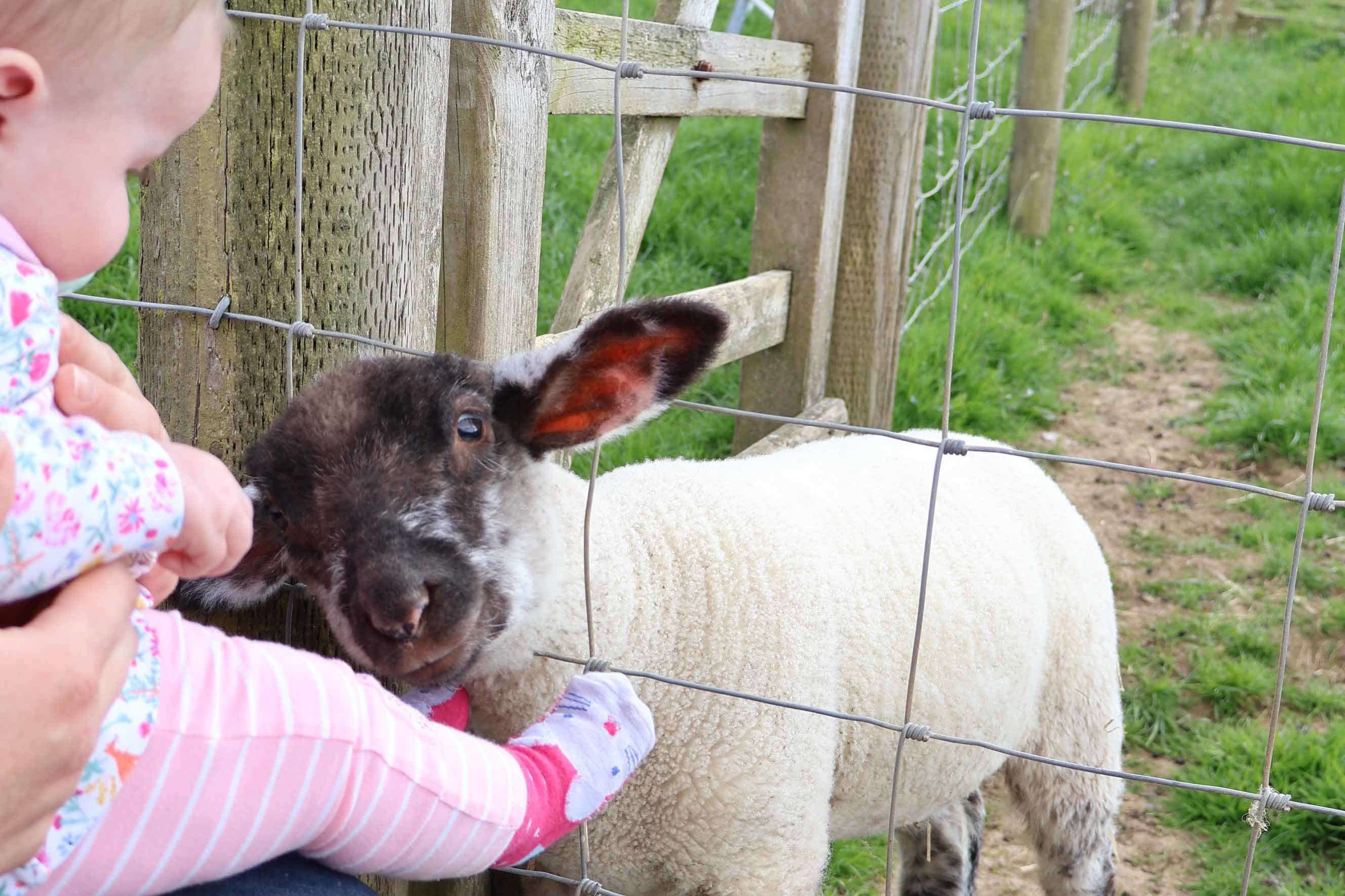 Meeting our farm animals
