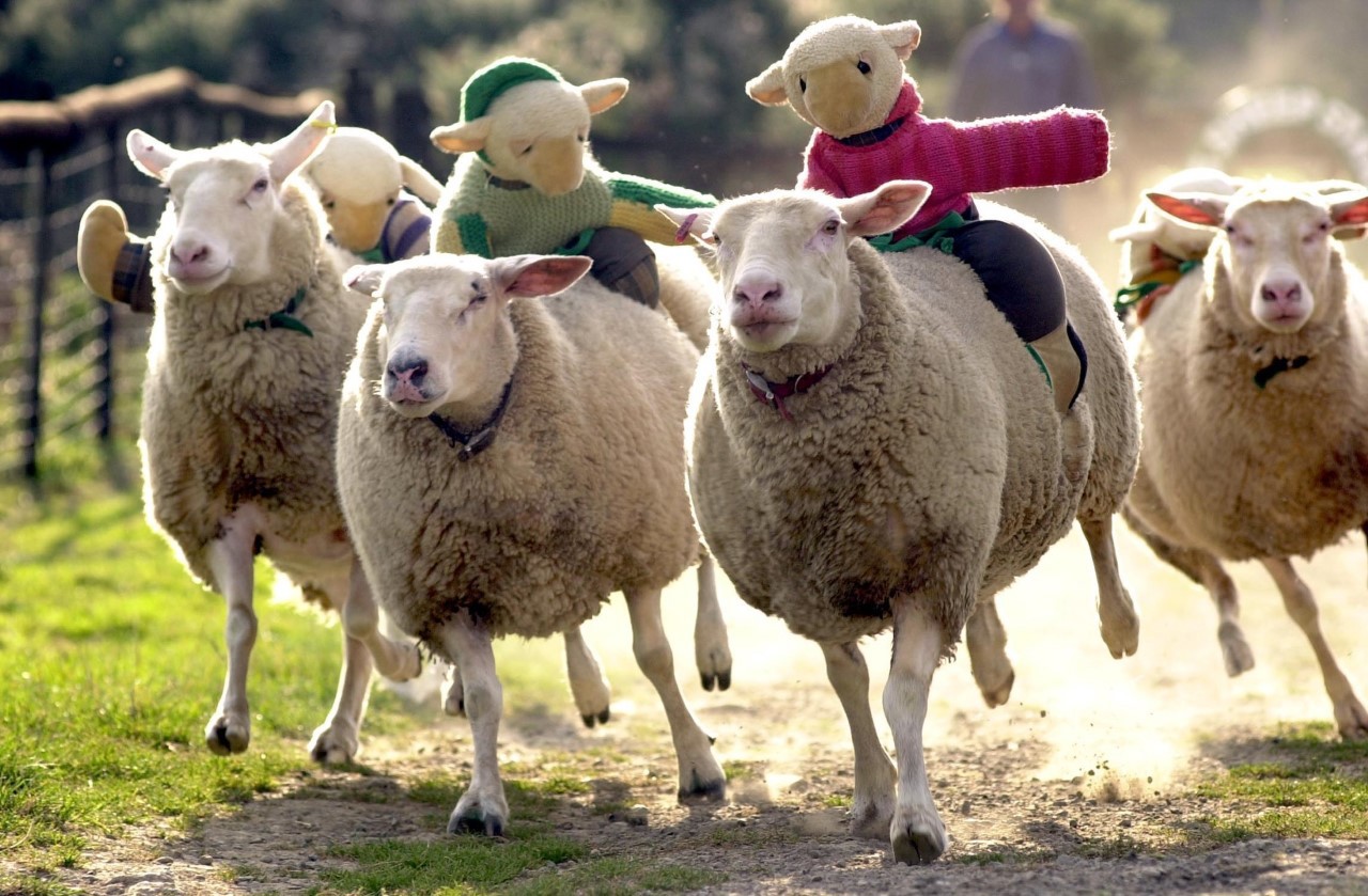 Toddler days out at the Big Sheep