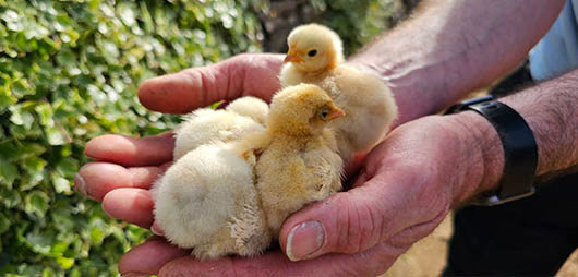 Chicks in hand