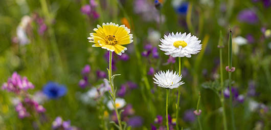 Wildflowers