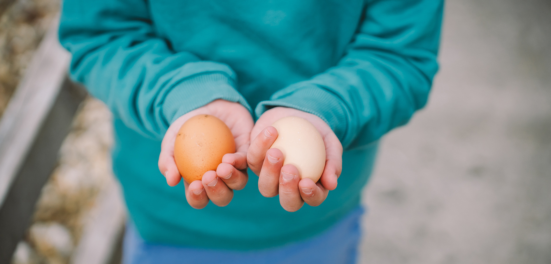 Collecting eggs