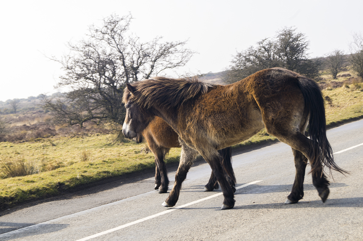 Picnics on Exmoor