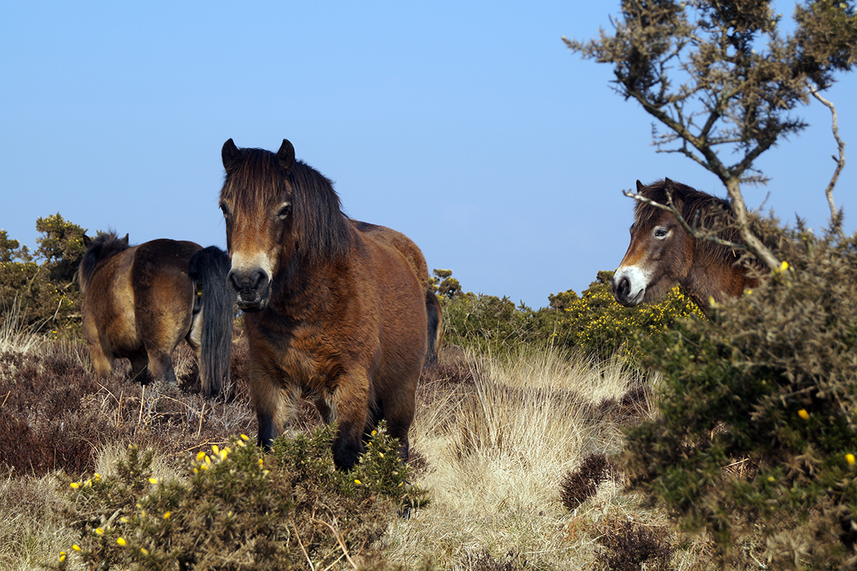 Picnics on Exmoor