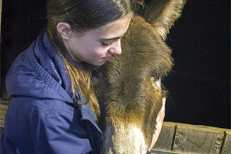 Donkey cuddles are great for anxiety